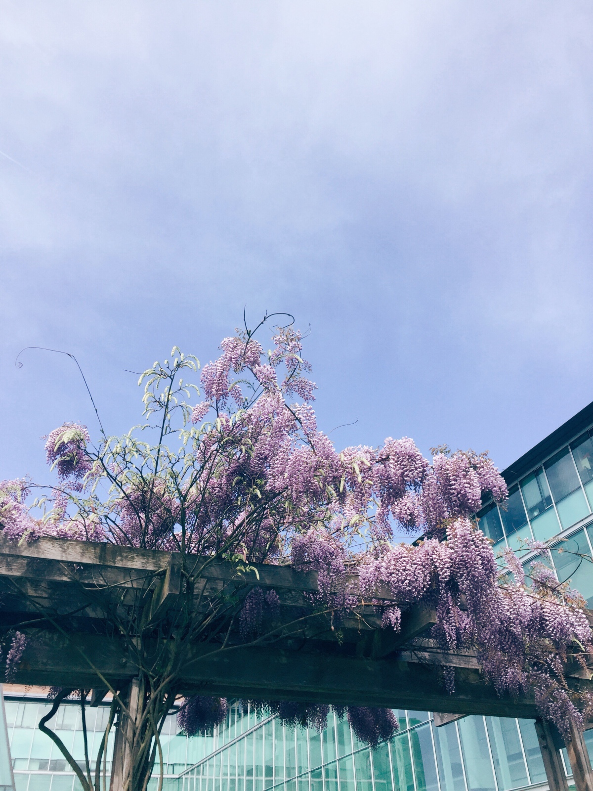 Spring in Seattle – 2018